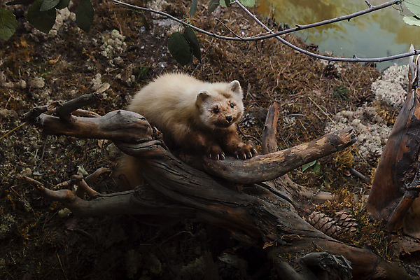 포토 JPG 해외이미지 나무 동물 응시 유럽 야생동물 겨울 포유류 자연 영국 털 독일 사람없음 야외 목재 갈색 머리 환경 닫기 숲 사냥 육식동물 내추럴 동물상 사방 스코틀랜드 해외포토 식물 시선 계절 나라 컬러 재료 모션 신체부위 조형물 생태계 파일형식 이미지허브