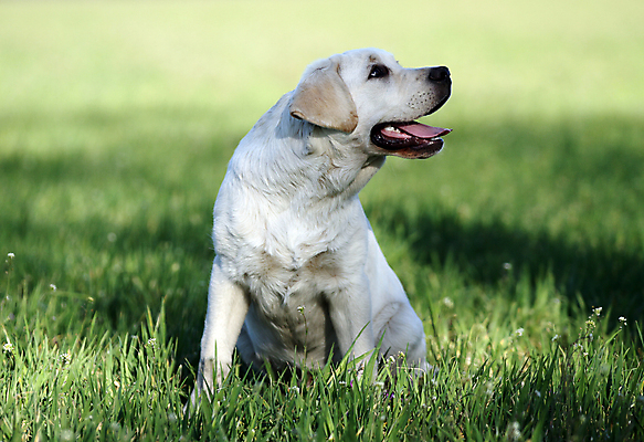 포토 JPG 해외이미지 응시 공원 행복 어린이 놀이 탁자 사람없음 반려동물 노란색 귀여움 기쁨 개 리트리버 달콤 강아지 래브라도리트리버 위치 창백 기르기 유래 해외포토 동물 시선 공공시설 감정 컬러 가구 컨셉 포유류 사람 맛 돌봄 파일형식 이미지허브