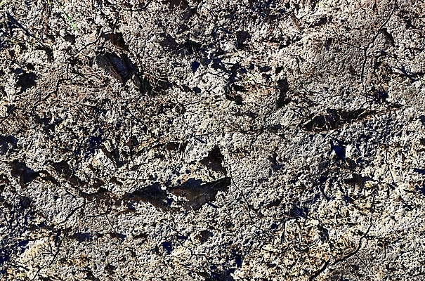 포토 JPG 해외이미지 식물 지구 백그라운드 패턴 농업 자연 표면 건조 사람없음 농작물 글로벌 농장 흙 회색 사막 성장 시골 뜨거움 거친 균열 땅 유기농 원예 질감 먼지 진흙 가뭄 그런지 땅바닥 밭일 해외포토 웰빙 산업 컬러 무늬 모션 날씨 바닥 취미 생태계 파일형식 이미지허브