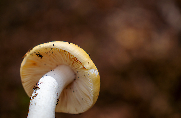 포토 JPG 해외이미지 식물 계절 음식 줄기 백그라운드 채소 자연 하늘 산 바닥 그림자 사람없음 가로 초록색 여름 파란색 빛 햇빛 태양 갈색 노란색 환경 스크린 버섯 흰색 신선 반지 황무지 센터 숲 볼터치 아래 묘사 질감 양산 밀짚 내추럴 고립 블러 캡모자 해외포토 자연요소 모자_잡화 컬러 장신구 화장 짚 방향 생태계 위치 파일형식 이미지허브