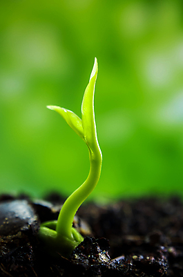 포토 JPG 해외이미지 나무 식물 백그라운드 잎 자연 새로움 아이디어 사람없음 초록색 물 빛 새싹 희망 흙 봄 성장 신선 떨어짐 숲 이슬 작음 시작 모종 생태학 해외포토 자연요소 계절 교육 감정 컬러 컨셉 크기 생태계 파일형식 이미지허브