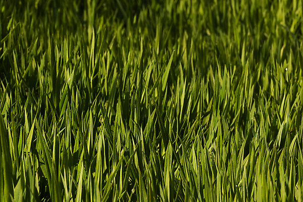 포토 JPG 해외이미지 식물 계절 꽃 백그라운드 잎 꽃무늬 밭 농업 자연 잔디 사람없음 장식 초록색 환경 정원 봄 재활용 성장 신선 허브 묘사 유기농 원예 질감 조경 손질 내추럴 뒤뜰 땅바닥 생태학 영원 원예사 그리너리 세련 해외포토 직업 웰빙 교육 산업 컬러 무늬 바닥 취미 친환경 생태계 파일형식 트랜드컬러 이미지허브