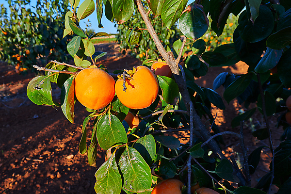포토 JPG 해외이미지 나무 식물 계절 음식 백그라운드 잎 농업 오렌지 과일 자연 건강 사람없음 초록색 여름 노란색 정원 주스 수확 가을 나뭇가지 신선 달콤 유기농 생태계 생물학 내추럴 숙성 정교 해외포토 웰빙 교육 산업 음료 컬러 맛 파일형식 이미지허브