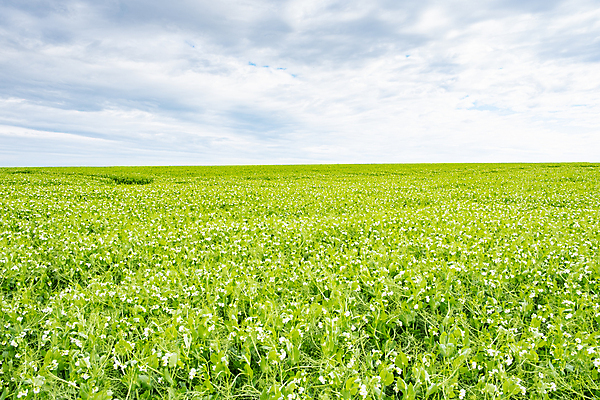 포토 JPG 해외이미지 식물 계절 꽃 음식 백그라운드 잎 꽃무늬 밭 농업 채소 자연 하늘 사람없음 야외 초록색 파란색 농작물 농장 봄 성장 벚꽃 흰색 시골 개화 달콤 땅 유기농 완두콩 장면 내추럴 꼬투리 세련 해외포토 웰빙 산업 컬러 무늬 콩 맛 생태계 파일형식 이미지허브