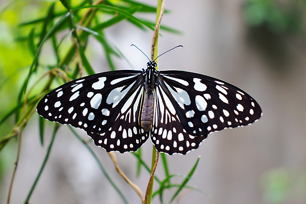 포토 JPG 해외이미지 나무 동물 계절 꽃 나비 곤충 백그라운드 잎 날개 자연 열대 사람없음 초록색 여름 컬러풀 뷰티 환경 정원 봄 점 오픈 변화 닫기 보호 내추럴 변태 생태학 수유 이국적 전경 해외포토 식물 교육 컬러 컨셉 모션 풍경 생태계 파일형식 탑뷰 이미지허브
