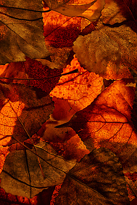 포토 JPG 해외이미지 주간 백그라운드 단풍 낙엽 자연 풍경 사람없음 야외 빨간색 가을풍경 가을 해외포토 자연요소 계절 컬러 잎 생태계 파일형식 가을_계절 이미지허브