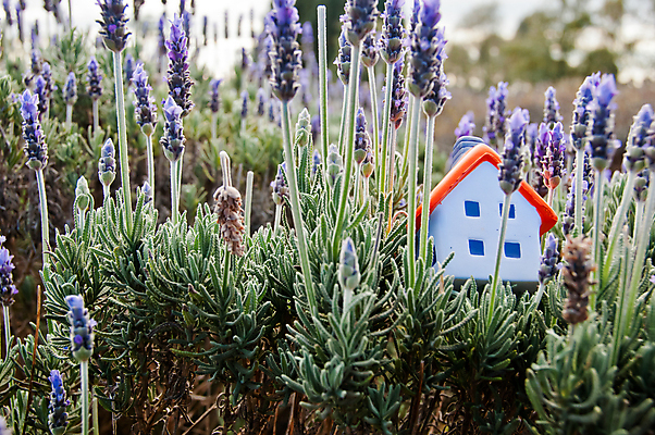 포토 JPG 해외이미지 나무 식물 디자인 꽃 행복 컨셉 꽃무늬 일러스트 건축양식 자연 주택 요정 이야기 사람 사람없음 건물 목재 초록색 컬러풀 뷰티 마을 보라색 봄 꿈 시골 개화 달콤 숲 신비 제비꽃 즐거움 아로마 장면 공상 아로마테라피 라벤더 내추럴 프랑스어 개발 프로방스 해외포토 문자 건축물 계절 건축 감정 컬러 무늬 재료 맛 허브 생태계 테라피 파일형식 이미지허브