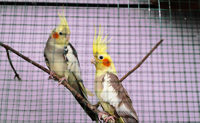 포토 JPG 해외이미지 동물 커플 응시 남자 얼굴 야생동물 여행 날개 가정 자연 조류 생물 세포 동물원 앉기 사람없음 울타리 반려동물 부모 컬러풀 노란색 평화 우주 검은색 흰색 집중 깃털 그네 부리 앵무새 새장 노려봄 이국적 인기 해외포토 시선 컬러 컨셉 가족 관계 모션 표정 사람 신체부위 담장 생태계 케이지 파일형식 이미지허브