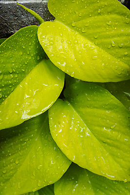 포토 JPG 해외이미지 식물 디자인 계절 백그라운드 잎 패턴 자연 표면 날씨 추상 사람없음 야외 초록색 물 빛 환경 정원 봄 젖음 성장 물방울 신선 액체 떨어짐 이슬 시원함 빗방울 묘사 질감 내추럴 해외포토 자연요소 컬러 컨셉 무늬 비_날씨 생태계 파일형식 이미지허브