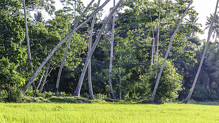포토 JPG 해외이미지 식물 구름 아시아 음식 여행 백그라운드 농업 자연 동양인 풍경 사람없음 야외 초록색 물 여름 컬러풀 농장 마을 환경 놀람 수확 성장 시골 농부 유기농 논밭 밭일 해외포토 자연요소 직업 웰빙 계절 감정 나라 산업 컬러 밭 논 표정 인종 생태계 파일형식 이미지허브