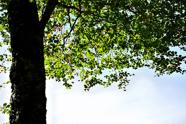 포토 JPG 해외이미지 나무 식물 공원 백그라운드 잎 자연 풍경 사람없음 야외 초록색 여름 빛 뷰티 환경 정원 봄 성장 나뭇가지 신선 숲 내추럴 해외포토 계절 공공시설 컬러 생태계 파일형식 이미지허브