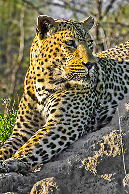 포토 JPG 해외이미지 주간 나무 한마리 응시 야생동물 자연 그림자 사람없음 야외 아웃포커스 햇빛 나뭇가지 숲 맹수 표범 남아프리카 보츠와나 해외포토 자연요소 식물 동물 1 시선 포유류 아프리카 촬영기법 태양 생태계 파일형식 이미지허브