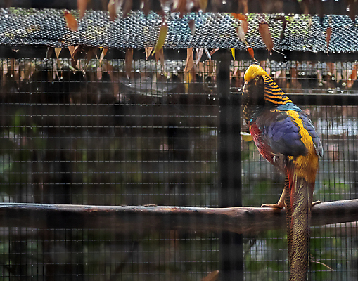 포토 JPG 해외이미지 전신 남자 야생동물 백그라운드 오렌지 자연 조류 동물원 사람없음 빨간색 빛 컬러풀 뷰티 노란색 검은색 중국 활발 게임 황금 우아함 깃털 꼬리 부리 솜털 꿩 강렬 고립 이국적 해외포토 동물 아시아 컬러 컨셉 과일 놀이 사람 생태계 파일형식 이미지허브