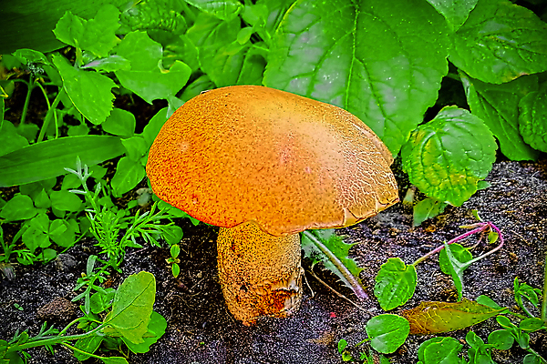 포토 JPG 해외이미지 식물 계절 음식 백그라운드 잎 다이어트 채소 재료 자연 건강 이끼 사람없음 야외 목재 빨간색 초록색 갈색 노란색 버섯 성장 흰색 신선 숲 오브젝트 유기농 날것 내추럴 고립 곰팡이 그물버섯 식용 채식주의자 캡모자 해외포토 나무 모자_잡화 웰빙 컬러 생태계 채식 파일형식 이미지허브