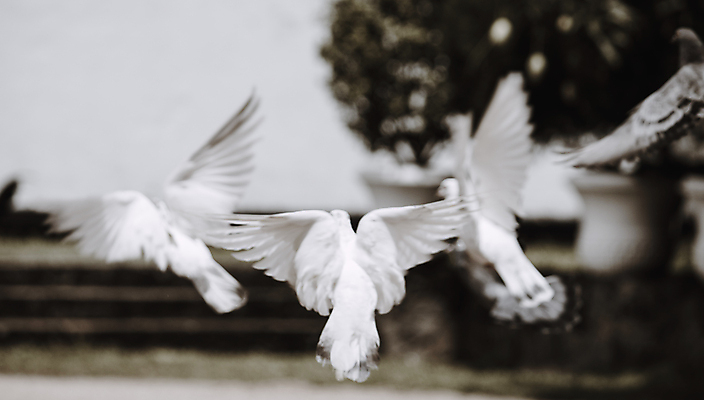 포토 JPG 해외이미지 동물 야생동물 음식 백그라운드 날개 자연 조류 하늘 사람 풍경 사람없음 야외 파란색 뷰티 평화 환경 펼침 자유 흰색 우아함 깃털 부리 해외포토 컬러 컨셉 모션 생태계 파일형식 이미지허브