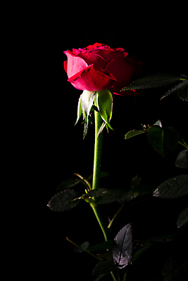 포토 JPG 해외이미지 식물 1 기념일 꽃잎 꽃 줄기 분홍색 백그라운드 잎 꽃무늬 자연 발렌타인데이 선물 사랑 사람없음 그래픽 장식 빨간색 초록색 뷰티 장미 검은색 활발 벚꽃 흰색 신선 심볼 싱글 열정 고립 해외포토 감정 컬러 컨셉 무늬 데이이벤트 이벤트 생태계 파일형식 이미지허브