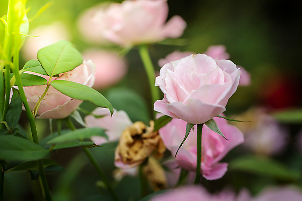포토 JPG 해외이미지 식물 계절 꽃 분홍색 백그라운드 잎 밭 비즈니스 자연 선물 사랑 사람없음 야외 장식 빨간색 초록색 햇빛 장미 노란색 상점 봄 벚꽃 흰색 그룹 시장 허브 주기 원예 제비 해외포토 감정 컬러 농업 모션 조류 취미 태양 생태계 파일형식 이미지허브
