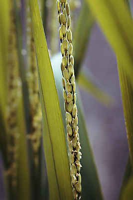 포토 JPG 해외이미지 나무 식물 전통 계절 아시아 음식 줄기 백그라운드 잎 농업 자연 밥 건조 씨앗 동양인 사람없음 야외 파란색 농작물 농장 농경지 갈색 정원 수확 성장 시골 신선 낟알 시리얼 척추 묘사 유기농 내추럴 논밭 밭일 숙성 해외포토 웰빙 나라 산업 컬러 밭 뼈 논 인종 생태계 파일형식 이미지허브