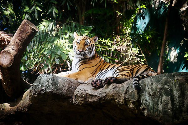 포토 JPG 해외이미지 동물 여자 남자 새끼 음식 백그라운드 오렌지 포유류 자연 생물 종류 동양인 사람없음 뷰티 검은색 고양이 힘 줄무늬 호랑이 황금 치아 보호 위험 큼 사파리 육식동물 사냥꾼 멸종 표범 내추럴 발톱 블러 시베리아 해외포토 직업 컬러 컨셉 무늬 과일 발 사람 인종 반려동물 소화기관 크기 생태계 파일형식 이미지허브