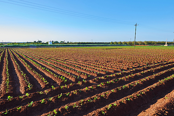 포토 JPG 해외이미지 식물 유럽 산업 음식 여행 밭 농업 채소 자연 하늘 사람없음 야외 초록색 농장 농경지 마을 힘 흙 봄 수확 성장 시골 신선 역 땅 유기농 내추럴 혁명 생태학 세련 해외포토 웰빙 계절 교육 나라 컬러 컨셉 교통시설 생태계 파일형식 이미지허브