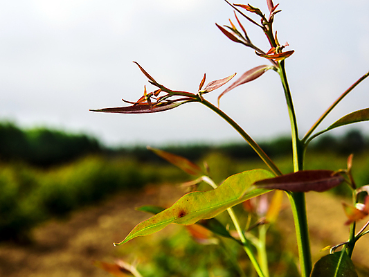 포토 JPG 해외이미지 나무 식물 백그라운드 잎 밭 농업 자연 사람없음 야외 목재 초록색 농장 환경 나뭇가지 신선 숲 땅 삼림지대 유칼립투스 줄서기 해외포토 산업 컬러 재료 모션 생태계 파일형식 이미지허브