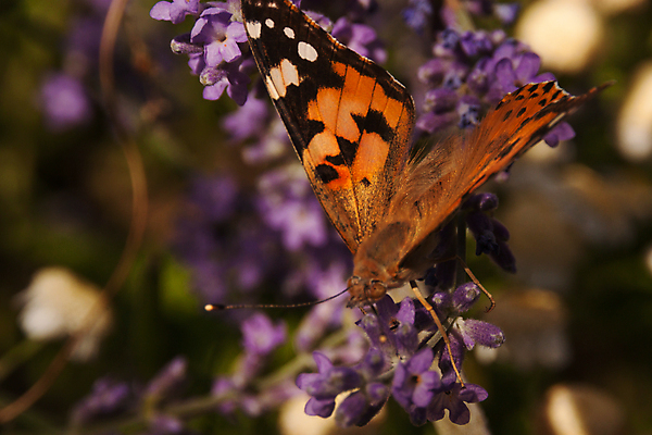 포토 JPG 해외이미지 식물 계절 꽃잎 꽃 야생동물 나비 곤충 잎 꽃무늬 밭 오렌지 자연 앉기 사람없음 야외 초록색 컬러풀 햇빛 뷰티 정원 맑음 검은색 봄 활발 벚꽃 라벤더 내추럴 화창 해외포토 동물 컬러 컨셉 무늬 농업 과일 모션 날씨 태양 허브 생태계 파일형식 이미지허브