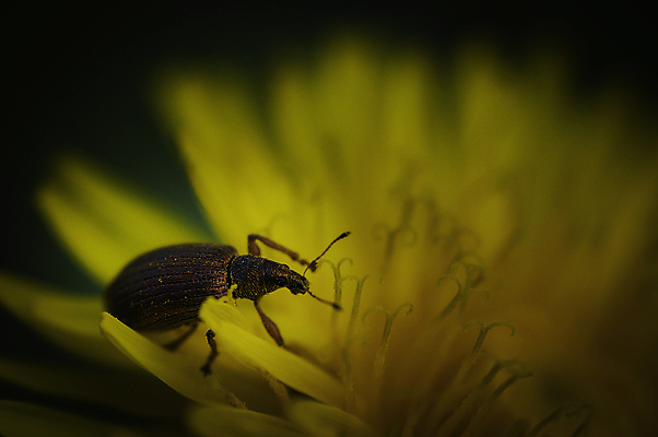 포토 JPG 해외이미지 식물 동물 1 꽃 야생동물 곤충 백그라운드 자연 사람없음 야외 가로 갈색 노란색 머리 봄 닫기 확대 벌레 작음 민들레 딱정벌레 묘사 싱글 코 생물학 내추럴 생태학 해외포토 계절 교육 컬러 모션 신체부위 크기 생태계 파일형식 이미지허브