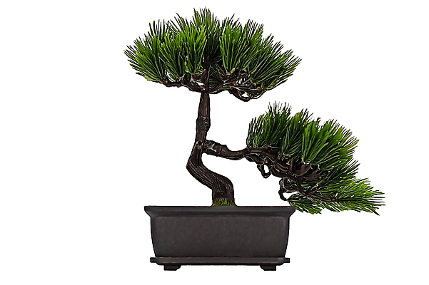 포토 JPG 해외이미지 나무 식물 디자인 계절 꽃 실루엣 아시아 지구 나비 낙엽 잎 꽃무늬 일러스트 자연 어류 미술 동양인 사람없음 장식 초록색 빛 세트 검은색 벚꽃 흰색 나뭇가지 부채 화려 행운 보호 냄비 12월 심볼 대나무 사인 침엽수 동쪽 원뿔 박테리아 떠남 생태학 엘리먼트 가문비나무 해외포토 도형 교육 나라 컬러 곤충 컨셉 무늬 의학 모션 문화예술 촬영기법 인종 수중동물 날짜 솥 방향 생태계 파일형식 이미지허브