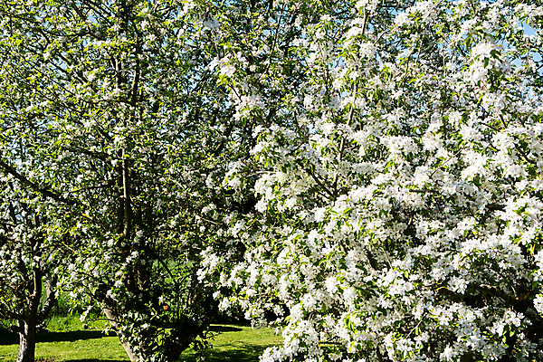 포토 JPG 해외이미지 나무 식물 계절 꽃잎 꽃 백그라운드 잎 꽃무늬 농업 과일 자연 하늘 사람없음 야외 초록색 파란색 태양 뷰티 농장 정원 봄 성장 벚꽃 흰색 나뭇가지 시골 개화 사과 과수원 원예 장면 내추럴 생태학 해외포토 자연요소 교육 산업 컬러 무늬 취미 생태계 파일형식 이미지허브