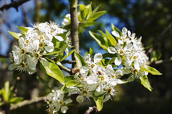 포토 JPG 해외이미지 나무 식물 계절 공원 꽃잎 꽃 잎 꽃무늬 자연 하늘 사람없음 야외 햇빛 정원 맑음 봄 성장 벚꽃 나뭇가지 신선 체리 부드러움 꽃수술 해외포토 공공시설 무늬 과일 날씨 태양 감각 생태계 파일형식 이미지허브