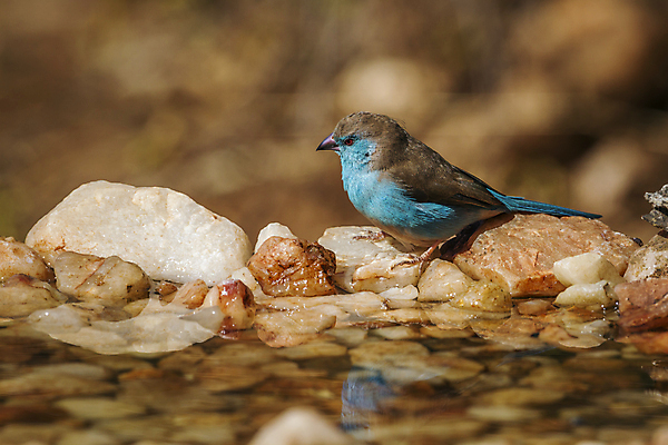 포토 JPG 해외이미지 동물 야생동물 아프리카 자연 조류 국립공원 사람없음 가로 물 파란색 관광지 보호 사파리 남아프리카 보츠와나 보호구역 해외포토 자연요소 공원 나라 컬러 여행 컨셉 생태계 구역 파일형식 이미지허브
