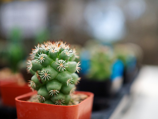 포토 JPG 해외이미지 식물 꽃 화초 백그라운드 잎 꽃무늬 패턴 자연 선인장 주택 사람없음 장식 초록색 여름 뷰티 지구본 정원 봄 사막 성장 벚꽃 흰색 신선 원형 가시 닫기 냄비 소프트포커스 위험 묘사 원예 날카로움 스파이크 내추럴 고립 심기 해외포토 도형 계절 컬러 컨셉 무늬 모션 촬영기법 취미 건물 솥 생태계 파일형식 이미지허브