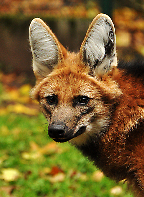 포토 JPG 해외이미지 동물 얼굴 야생동물 포유류 털 동물원 사람없음 빨간색 머리 미국 힘 황무지 개 큼 여우 육식동물 늑대 남쪽 송곳니 혼자 해외포토 컬러 북아메리카 신체부위 치아 크기 방향 파일형식 이미지허브