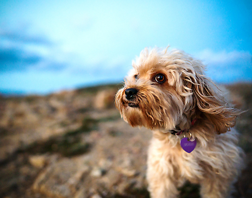 포토 JPG 해외이미지 동물 1 응시 행복 얼굴 포유류 자연 바람 털 함께함 사람없음 야외 반려동물 뷰티 갈색 머리 우정 회색 표현 개 코 오르기 보케 푸들 귀 주둥이 송곳니 기르기 동반자 섞기 유래 총구 효과 해외포토 자연요소 시선 감정 컬러 컨셉 모션 날씨 신체부위 친구 치아 생태계 돌봄 파일형식 이미지허브