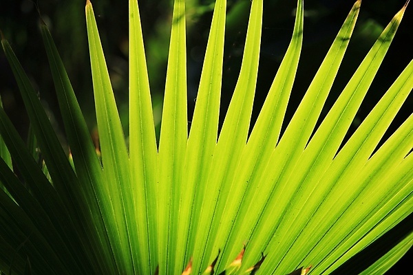 포토 JPG 해외이미지 나무 식물 계절 선 섬 백그라운드 잎 패턴 자연 열대 종류 손바닥 사람없음 그래픽 장식 초록색 컬러풀 태양 뷰티 환경 신선 부채 보호 숲 묘사 갈비뼈 내추럴 버번 생태학 오해 해외포토 자연요소 손 교육 컬러 컨셉 무늬 뼈 생태계 파일형식 이미지허브