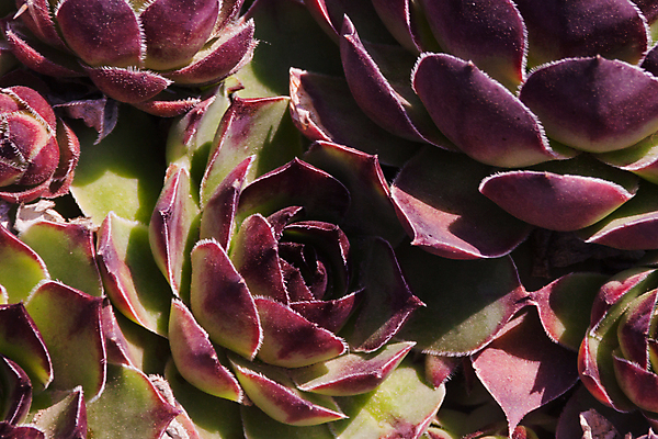 포토 JPG 해외이미지 식물 계절 꽃잎 꽃 지구 백그라운드 잎 꽃무늬 농업 자연 선인장 사람없음 장식 초록색 여름 환경 정원 재활용 수확 성장 벚꽃 신선 에코 원예 질감 조경 내추럴 땅바닥 생태학 스칸디나비아 영원 힙스터 그리너리 세련 해외포토 교육 패션 산업 컬러 무늬 바닥 취미 친환경 생태계 파일형식 트랜드컬러 이미지허브