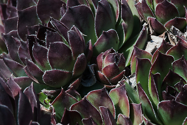 포토 JPG 해외이미지 식물 계절 꽃잎 꽃 지구 백그라운드 잎 꽃무늬 농업 자연 선인장 사람없음 장식 초록색 환경 정원 재활용 수확 성장 벚꽃 신선 에코 원예 질감 조경 내추럴 땅바닥 생태학 스칸디나비아 영원 힙스터 그리너리 세련 해외포토 교육 패션 산업 컬러 무늬 바닥 취미 친환경 생태계 파일형식 트랜드컬러 이미지허브