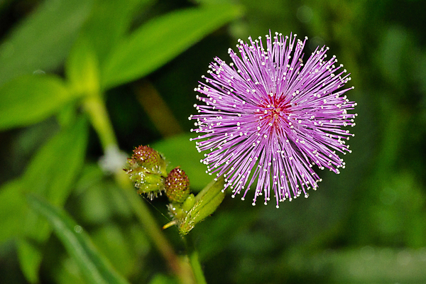 포토 JPG 해외이미지 식물 꽃 아시아 야생동물 자연 휴식 국립공원 사람없음 초록색 환경 들꽃 다양 신선 보호 숲 열대우림 생태계 생물학 서식지 내추럴 무료 보호구역 생태학 스리랑카 해외포토 동물 공원 교육 나라 컬러 다수 컨셉 구역 파일형식 이미지허브