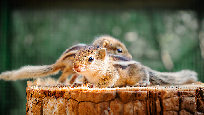 포토 JPG 해외이미지 동물 척추동물 커플 응시 야생동물 포유류 자연 벽지 생물 수염 털 앉기 사람없음 야외 목재 초록색 뷰티 갈색 성장 나뭇가지 아기 황무지 설치류 작음 모피 호기심 꼬리 다람쥐 통나무 솜털 서식지 내추럴 해외포토 나무 시선 감정 컬러 컨셉 재료 관계 모션 사람 크기 생태계 파일형식 이미지허브