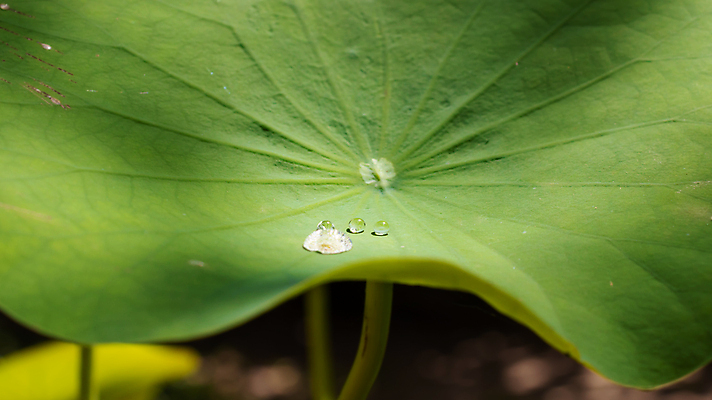 포토 JPG 해외이미지 나무 식물 백그라운드 잎 꽃무늬 자연 아침 사람없음 초록색 물 빛 반사 환경 정원 봄 젖음 흐름 성장 물방울 신선 개화 떨어짐 이슬 묘사 질감 정맥 내추럴 알로에 이국적 스타일 효과 해외포토 주간 자연요소 계절 꽃 컬러 컨셉 무늬 생태계 혈관 파일형식 이미지허브