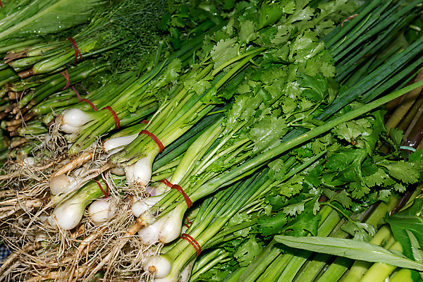 포토 JPG 해외이미지 식물 아이콘 줄 음식 줄기 백그라운드 다이어트 채소 재료 양파 건강 요리 사람없음 초록색 침묵 봄 흰색 신선 고수 다발 묶기 먹기 오브젝트 바질 고립 딜 해외포토 계절 컬러 모션 소리 향신료 파일형식 이미지허브