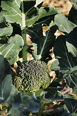 포토 JPG 해외이미지 식물 라이프스타일 계절 음식 잎 농업 다이어트 채소 재료 자연 사람없음 초록색 맑음 수확 성장 시골 신선 맛 브로콜리 먹기 유기농 질감 생물학 채식 날것 건강식 내추럴 채소밭 숙성 채식주의자 해외포토 웰빙 교육 산업 컬러 컨셉 밭 모션 날씨 건강 생활 생태계 파일형식 이미지허브