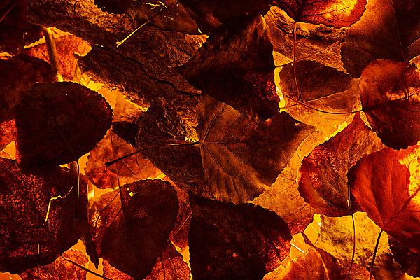 포토 JPG 해외이미지 나무 식물 디자인 공원 백그라운드 단풍 잎 패턴 오렌지 일러스트 자연 벽지 표면 추상 잉크 미술 풍경 사람없음 장식 빨간색 컬러풀 노란색 활발 젖음 가을 거친 숲 스케치 질감 복고 내추럴 스타일 해외일러스트 계절 공공시설 컬러 컨셉 무늬 과일 문화예술 생태계 파일형식 이미지허브