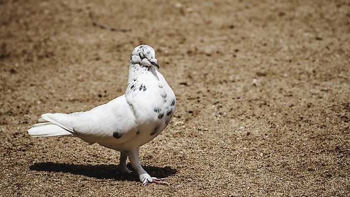 포토 JPG 해외이미지 동물 1 공원 도로 야생동물 백그라운드 날개 자연 조류 사람없음 야외 여름 컬러풀 뷰티 평화 환경 정원 맑음 검은색 사진촬영 산책 자유 흰색 도시 깃털 싱글 비둘기 정사각형 부리 땅바닥 해외포토 도형 계절 공공시설 길 컬러 컨셉 교통시설 날씨 휴식 바닥 촬영 생태계 파일형식 이미지허브
