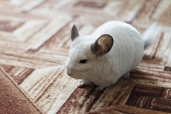 포토 JPG 해외이미지 스튜디오촬영 동물 척추동물 한마리 1 응시 백그라운드 포유류 발 자연 털 사람없음 빛 반려동물 갈색 회색 흰색 아기 설치류 작음 모피 자르기 코 꼬리 귀 솜털 기르기 카피스페이스 갈색배경 해외포토 시선 컬러 모션 실내 사람 신체부위 공백 크기 생태계 돌봄 파일형식 이미지허브