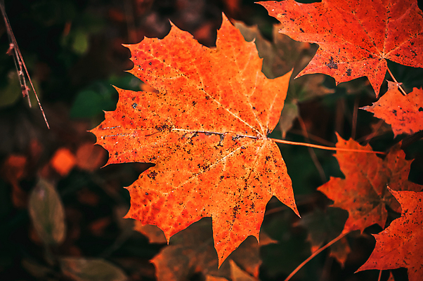 포토 JPG 해외이미지 나무 식물 1 계절 단풍 잎 오렌지 자연 하늘 추상 건조 사람없음 야외 빨간색 파란색 빛 햇빛 뷰티 노란색 환경 맑음 추위 덮개 나뭇가지 황금 숲 11월 자르기 오브젝트 질감 서리 10월 해외포토 컬러 무늬 과일 모션 날씨 태양 뚜껑 날짜 생태계 파일형식 이미지허브