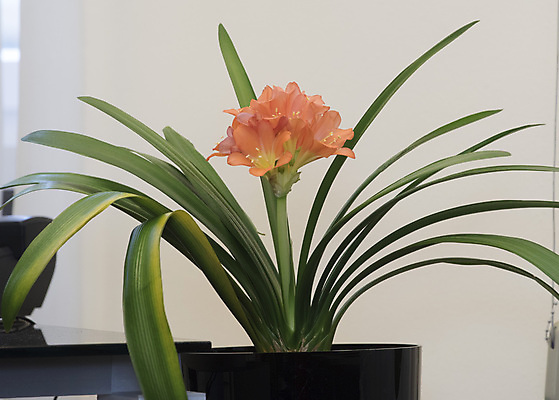 포토 JPG 해외이미지 식물 꽃 종류 사람없음 장식 컬러풀 정원 다양 벚꽃 신선 심볼 향기 소재 해외포토 컬러 다수 냄새 파일형식 이미지허브