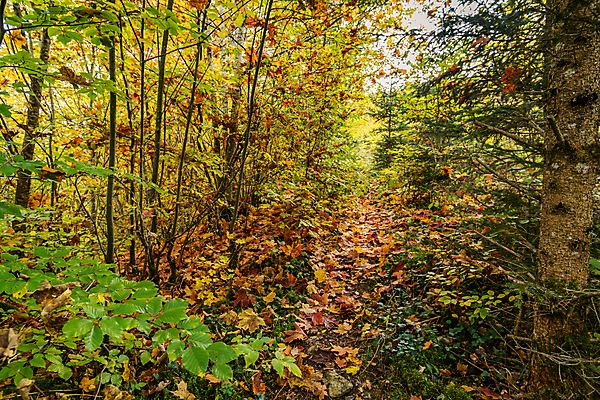 포토 JPG 해외이미지 나무 식물 계절 공원 여행 잎 밭 오렌지 자연 산 국립공원 풍경 사람없음 컬러풀 노란색 마을 환경 하이킹 가을 나뭇가지 시골 황금 숲 오솔길 오르기 천국 10월 다뉴브강 방법 해외포토 공공시설 길 컬러 농업 과일 모션 레저 날짜 생태계 파일형식 이미지허브