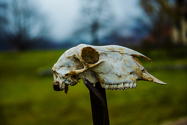 포토 JPG 해외이미지 동물 손 야생동물 과학 백그라운드 해부 자연 초식동물 생물 뼈 골격 뿔 미술 사람없음 그래픽 장식 머리 검은색 힘 할로윈 수확 흰색 시골 죽음 소 주식 위험 심볼 묘사 그림 황소 복고 사냥 감탄 고립 그런지 서쪽 썩음 옛날 해골모형 생존 현실 해외포토 컬러 컨셉 농업 포유류 의학 문화예술 신체부위 금융 모형 방향 생태계 파일형식 이미지허브