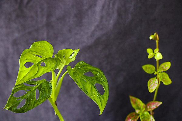 포토 JPG 해외이미지 나무 식물 꽃 화초 백그라운드 잎 자연 회색배경 아파트 건강 사람없음 야외 초록색 뷰티 새싹 정원 놀이방 성장 신선 냄비 오브젝트 유기농 질감 내추럴 땅바닥 그리너리 해외포토 웰빙 컬러 바닥 주택 회색 솥 생태계 파일형식 트랜드컬러 이미지허브